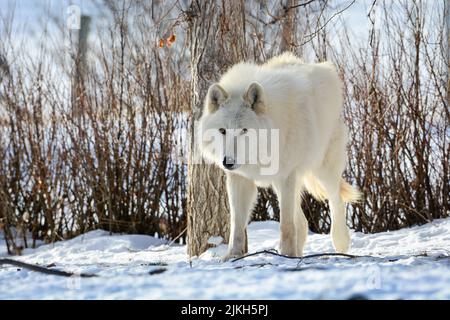 A white arctic wolf in Winter in Canadian Rocky Mountains Banque D'Images