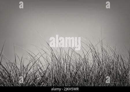 A grayscale shot of dune grass plants against the sky Stock Photo