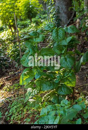 A vertical closeup shot of Malabar spinach vine ready for the harvest in Sri Lanka Stock Photo