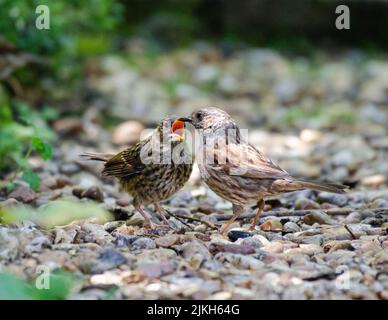 Une mère Dunnock nourrit son jeune poussin. Banque D'Images