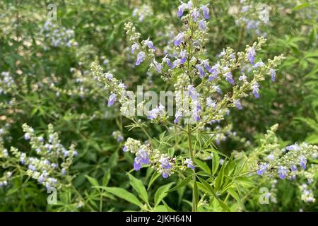 Des feuilles vertes luxuriantes et de minuscules fleurs de Vitex negundo (arbre de chaste chinois, fer à cheval vitex, nisinda), plante médicinale traditionnelle Banque D'Images