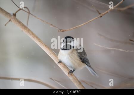 Carolina Chickadee (Poecile carolinensis) perchée sur une branche isolée d'un fond propre entouré de neige Banque D'Images