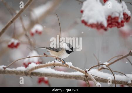 Carolina Chickadee (Poecile carolinensis) perchée sur une branche isolée d'un fond propre entouré de neige Banque D'Images