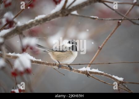 Carolina Chickadee (Poecile carolinensis) perchée sur une branche isolée d'un fond propre entouré de neige Banque D'Images