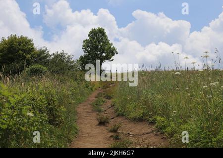 A beautiful rural view of the path through flower fields trees under the blue sky Banque D'Images