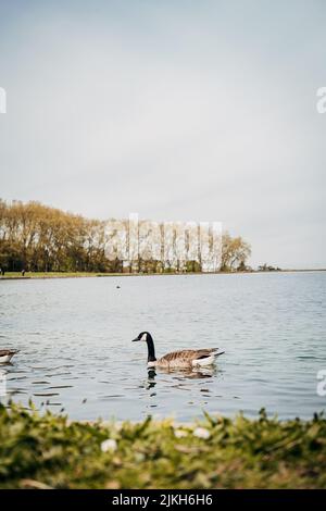 A vertical shot of a duck swimming in the water in Domaine national de Marly park in France Stock Photo