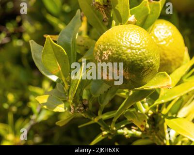 A closeup of a pair of citron fruit hanging on a plant in sunlight Stock Photo