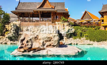 A couple of sea lions lying and resting on a rock in the middle of a water pool Stock Photo