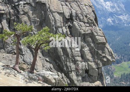 A low angle view of beautiful trees near the mountains in Yosemite National Park, USA Stock Photo