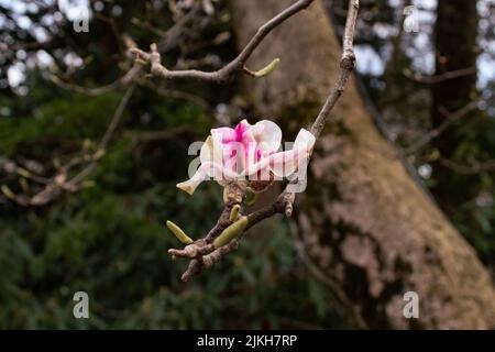 Un magnolia rose fleurit sur une branche sur un arrière-plan flou Banque D'Images