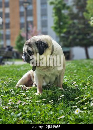 Un gros plan vertical d'un pug assis dans de l'herbe verte dans un parc par une journée ensoleillée Banque D'Images