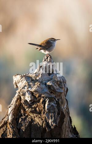 Un gros plan vertical d'un Wren de Bewick perché sur une souche d'un arbre dans la vallée de Washoe, Nevada Banque D'Images