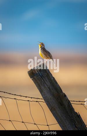 Un gros plan vertical d'un Western Meadowlark chantant sur un poste à Washoe Valley, Nevada au coucher du soleil Banque D'Images