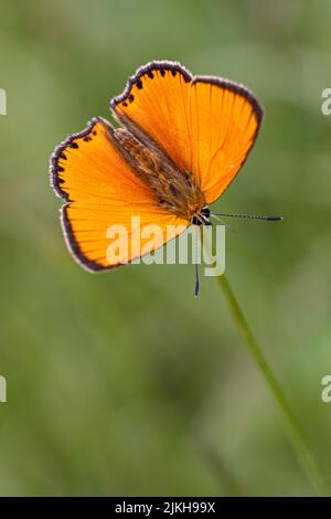 Grand Papillon Cuivre Banque D'Images