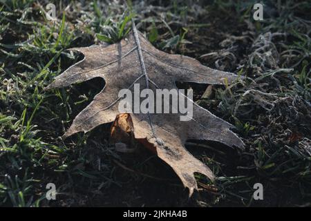 A closeup shot of a dried autumn leaf on a forest floor Banque D'Images