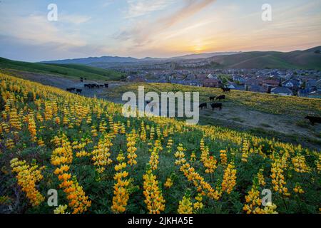 Un beau champ de lupins jaunes européens avec un pâturage Aberdeen Angus en arrière-plan Banque D'Images