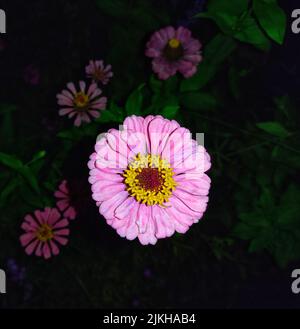 A closeup of a pink zinnia flower growing in a garden Stock Photo