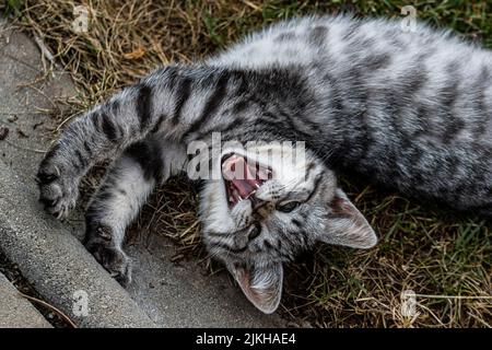 A top view of an adorable gray striped yawning kitten Stock Photo