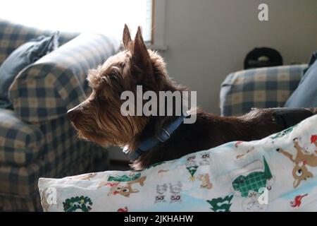 A closeup shot of an adorable yorkshire terrier on a couch Stock Photo