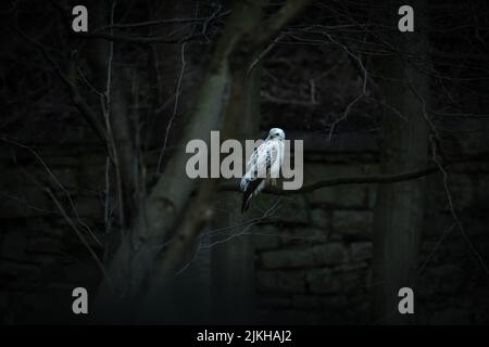 A white hawk (Pseudastur albicollis) perched on tree branch Stock Photo