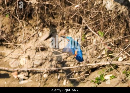 A close-up shot of a common kingfisher in flight in the background of branches Stock Photo