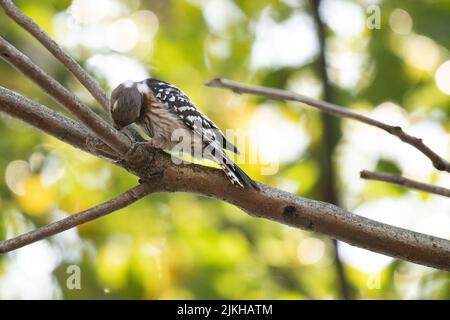 A close-up shot of a Japanese pygmy woodpecker on a branch Stock Photo