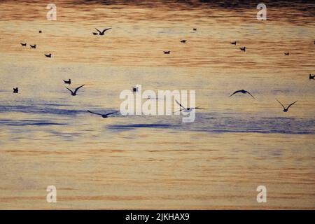 A beautiful view of flying birds over the lake during sunset Stock Photo