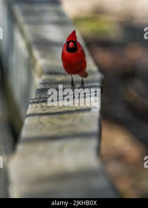 Photo verticale sélective d'un oiseau cardinal rouge sur une clôture en bois Banque D'Images