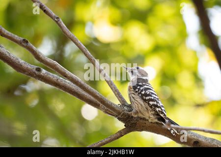 A close-up shot of a Japanese pygmy woodpecker on a branch Stock Photo