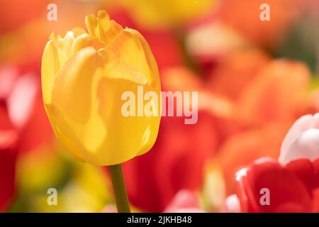 A closeup shot of a yellow tulip on blurry background Banque D'Images