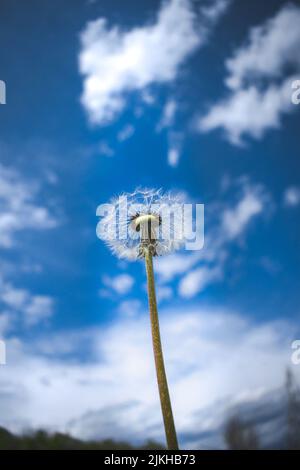 Un cliché vertical d'un pissenlit unique contre le ciel Banque D'Images