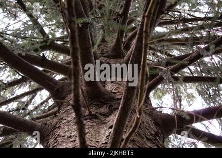 Un vieux tronc d'arbre de pin dans la forêt Banque D'Images