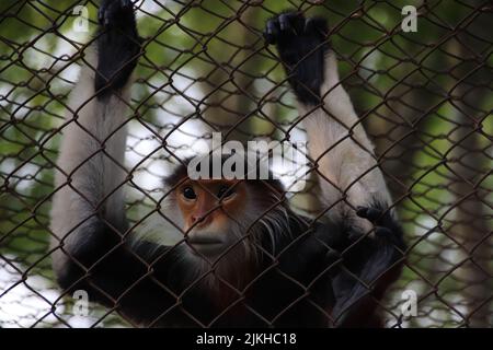 Douc à moucheches rouges ou Pygathrix nemaeus dans le Centre de sauvetage des primates en voie de disparition de Ninh Binh, Vietnam Banque D'Images