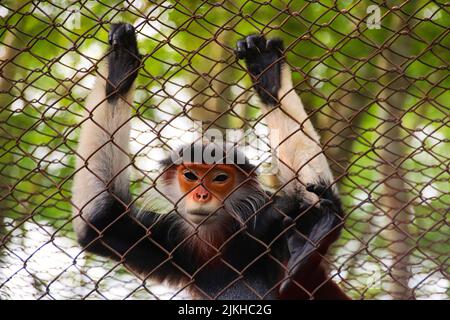 Douc à moucheches rouges ou Pygathrix nemaeus dans le Centre de sauvetage des primates en voie de disparition de Ninh Binh, Vietnam Banque D'Images