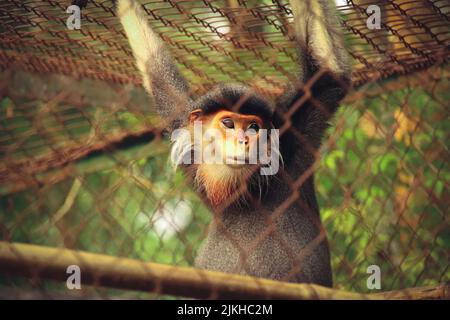 Douc à moucheches rouges ou Pygathrix nemaeus dans le Centre de sauvetage des primates en voie de disparition de Ninh Binh, Vietnam Banque D'Images