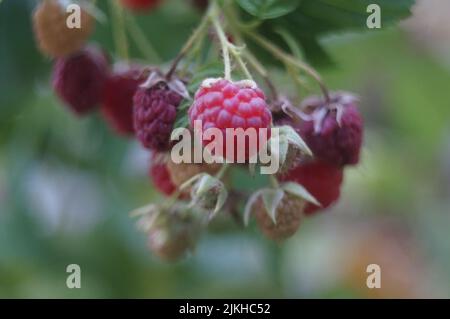 A closeup shot of raspberries on a bush among green leaves Stock Photo