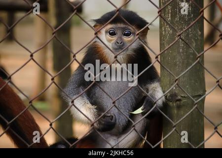 Un douc juvénile à mouchetés rouges ou Pygathrix nemaeus dans le Centre de sauvetage des primates en voie de disparition de Ninh Binh, au Vietnam Banque D'Images