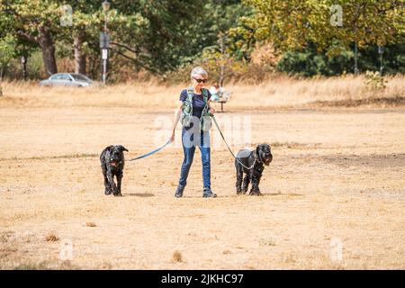 Wimbledon , Londres, Royaume-Uni 2 août 2022. Une femme marchant ses chiens sur l'herbe parchée sur Wimbledon Common lors d'une journée chaude et humide alors que le temps chaud devrait revenir avec des températures élevées exeding 30celsiusCredit. amer ghazzal / Alay Live News Banque D'Images