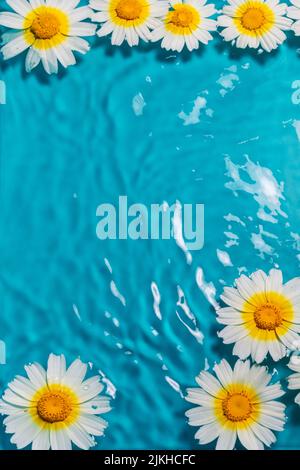 A vertical shot of daisies floating on shiny water against a blue background with copy space Stock Photo