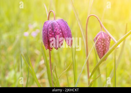 A closeup of beautiful Snake's head fritillary flowers growing in a field Stock Photo