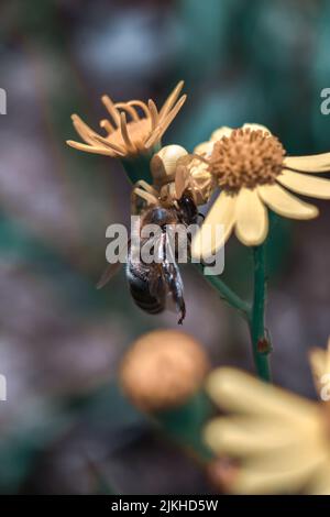 Cliché sélectif d'un bourdon collectant du pollen Banque D'Images