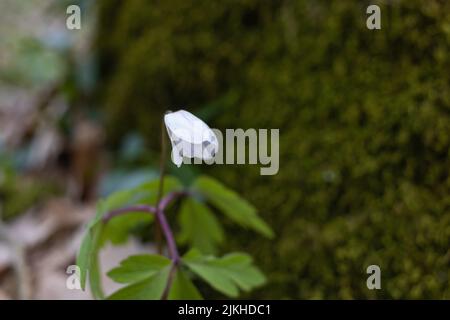Un gros plan de fleurs d'anémone en bois blanc qui poussent avec des feuilles vertes dans une forêt Banque D'Images