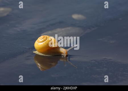 L'escargot rampent lentement sur une surface humide. Banque D'Images