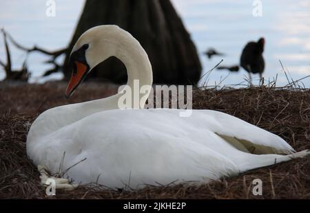 A closeup shot of a Swan resting laying on grass with blurred blue sea Stock Photo