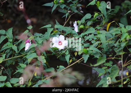 A white hibiscus flower with a red center on twig with green leaves in the garden Stock Photo