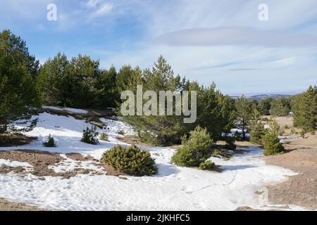 Petite chute de neige dans la forêt de Valdelinares - Espagne Banque D'Images