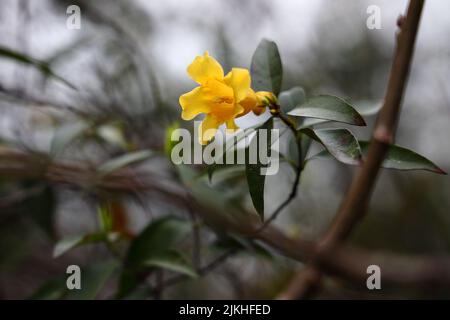 A closeup of small exotic yellow jessamine flower (Gelsemium sempervirens) in garden on blurred background Stock Photo