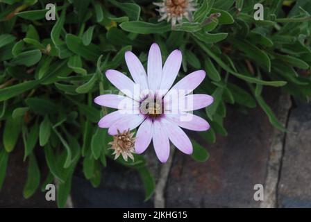 A top view of a fly perched on a white Cape marguerite flower against green leaves Stock Photo