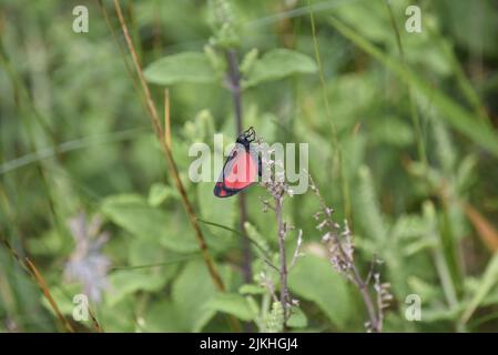 Cinnabar Moth (Tyria jacobaeae) dans le profil droit, milieu de l'image, sur une tige de fleur de champ contre un fond de feuillage vert au Royaume-Uni en juin Banque D'Images