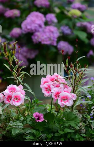 A verical shot of a shrub of Geraniums on a blurred background of Hydrangea flowers Stock Photo